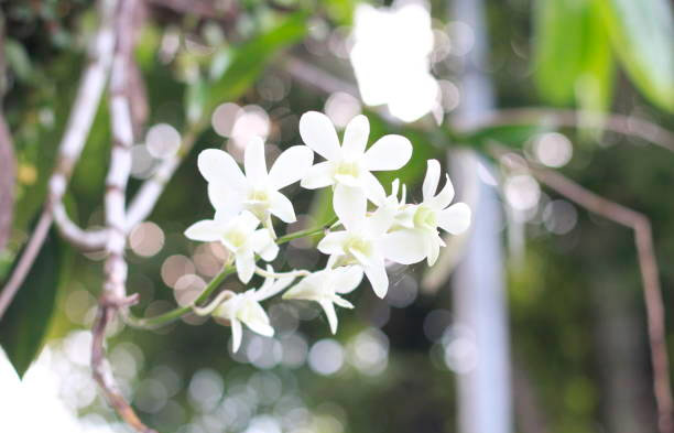 Dendrobium pospolite
