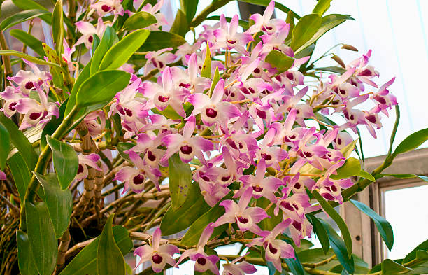 Dendrobium szlachetna