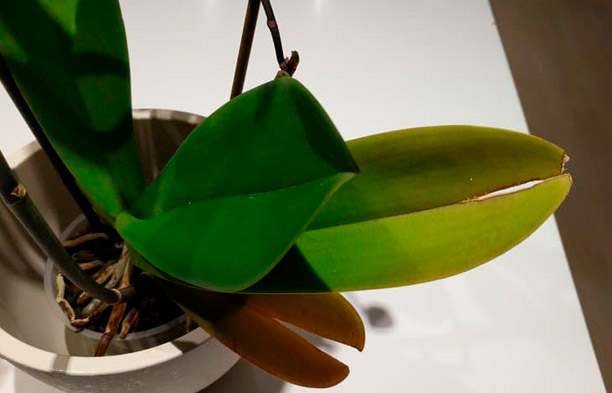 Dlaczego liście orchidei pękają? Przyczyny i rozwiązania